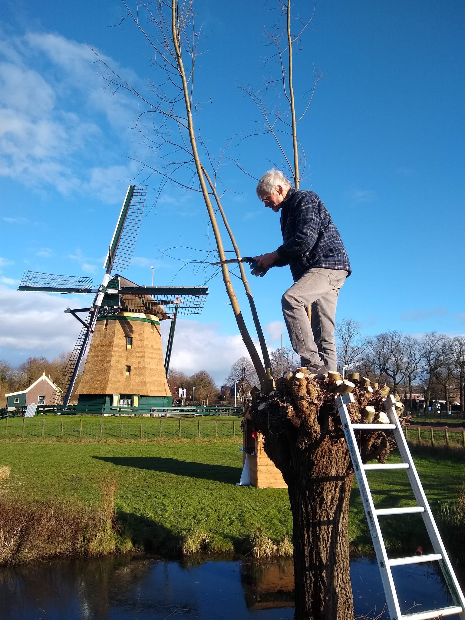 wilg geknot bij vliegermolen
