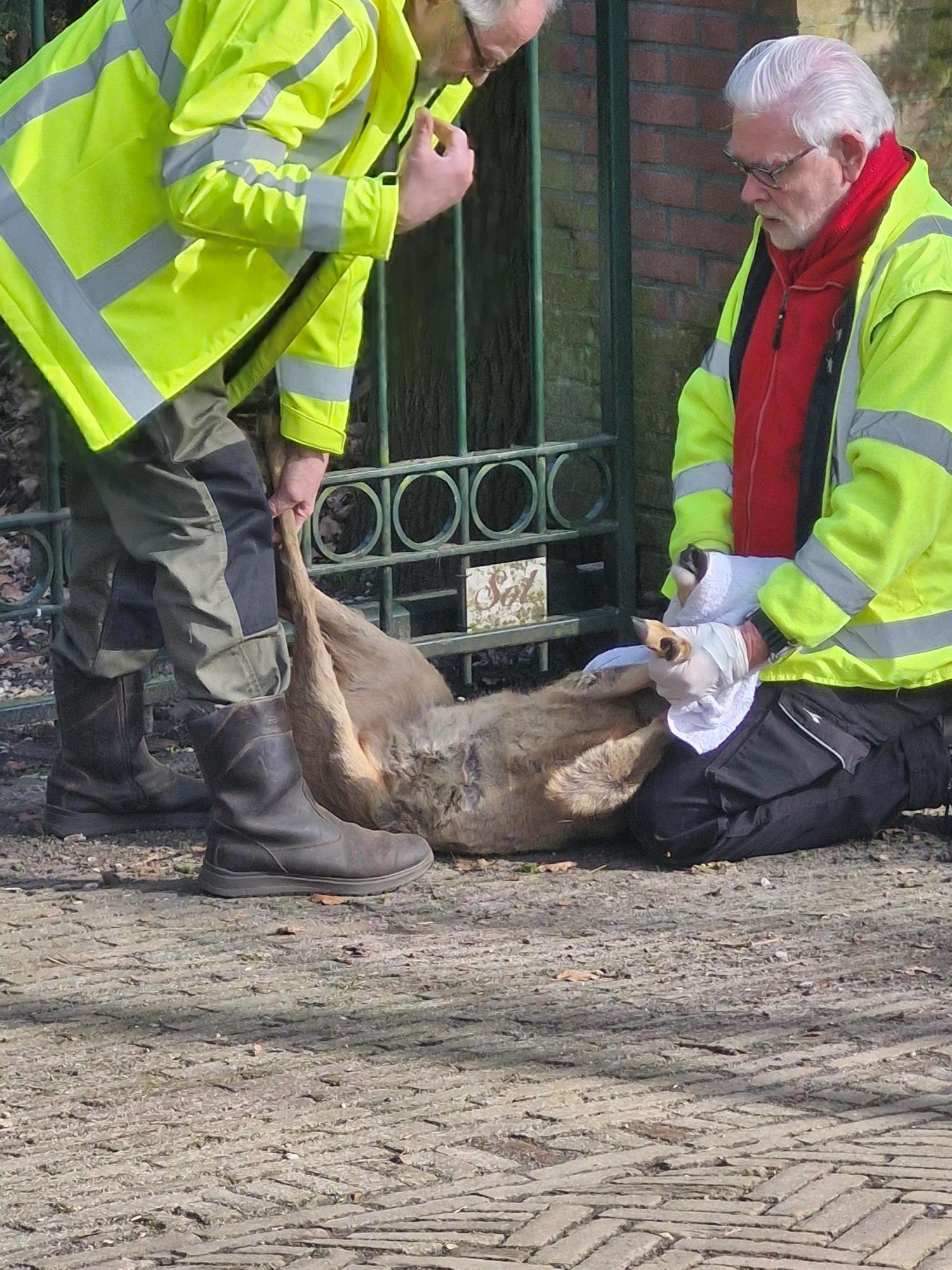 Dierenleed tuinhek 1