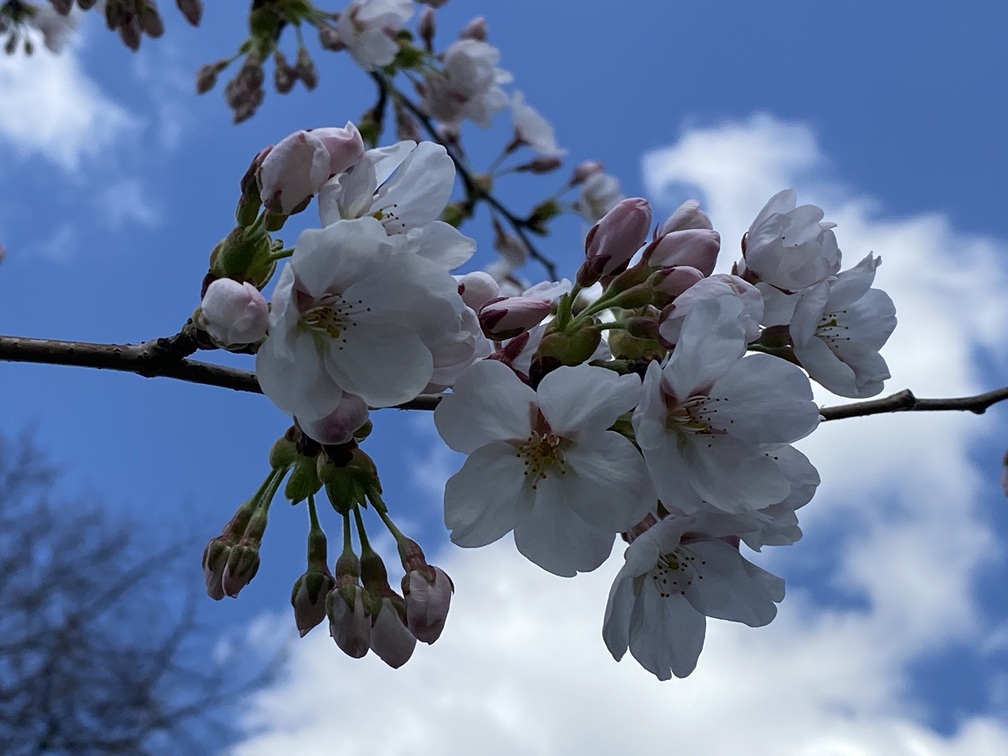 lente 3