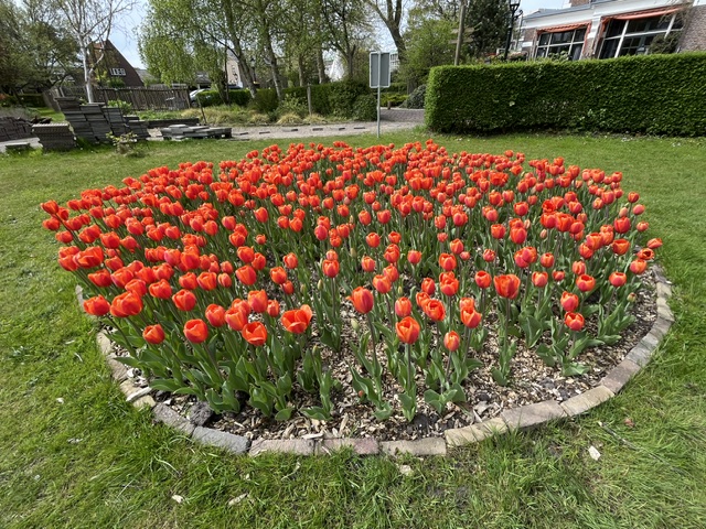 Tulpen tegen Polio.samen