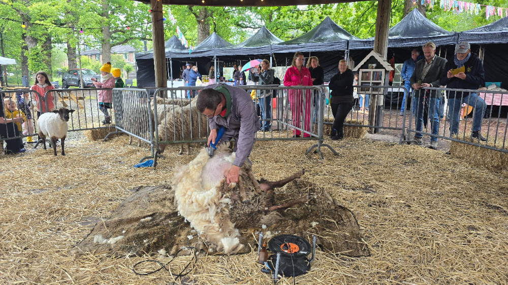 Schapen scheren