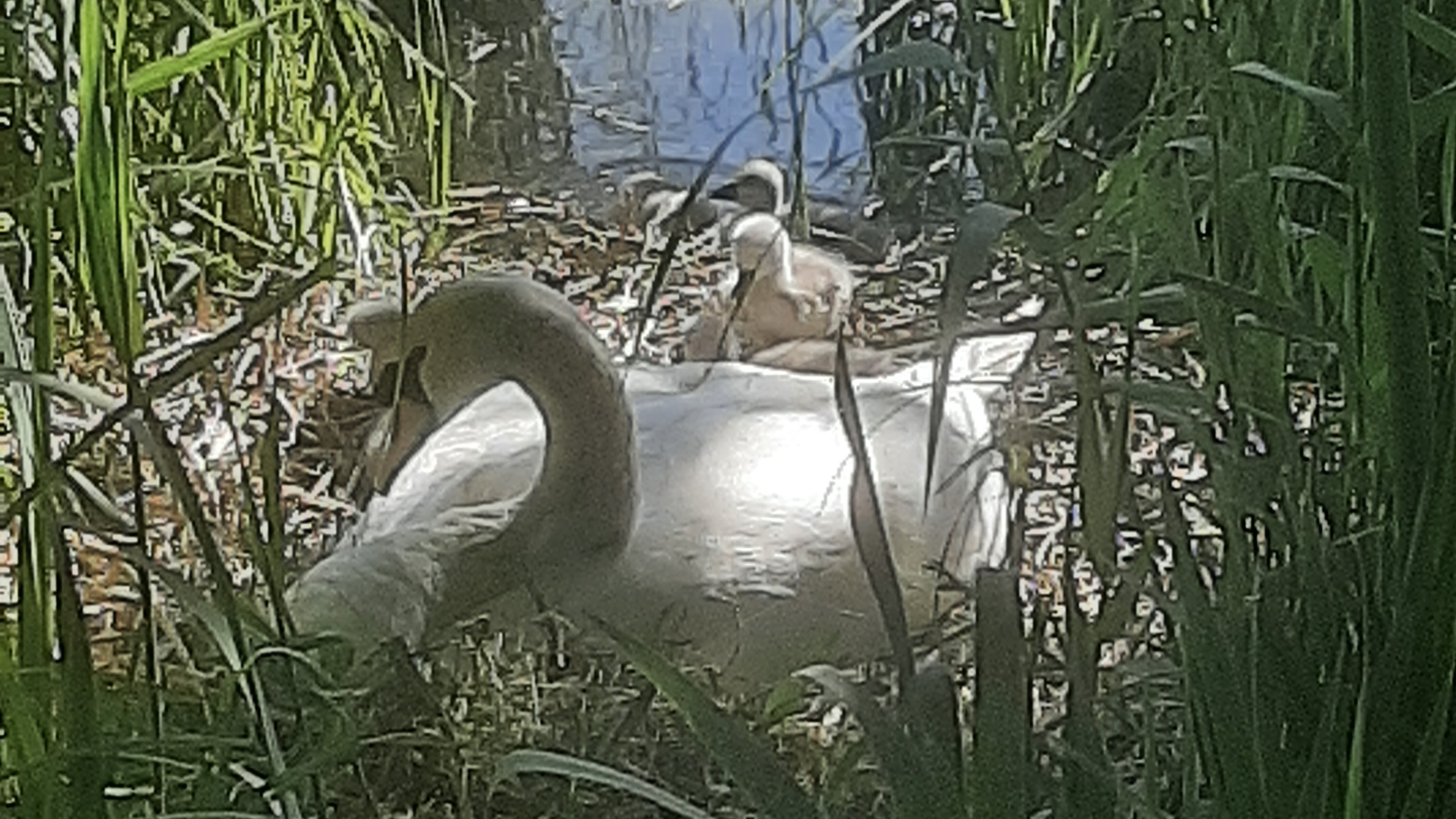 Zwanen Vliegermolen
