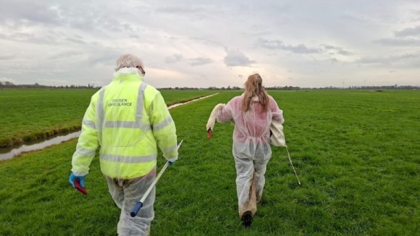 Laatste nieuws uit Leidschendam-Voorburg - Vogelgriep ook in Wassenaar