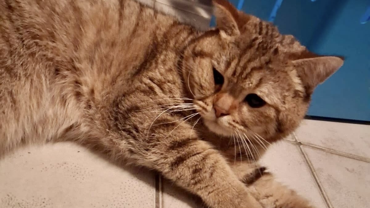 Laatste nieuws uit Leidschendam-Voorburg - Wie helpt kat Willem weer op de been? Dierenambulance vra