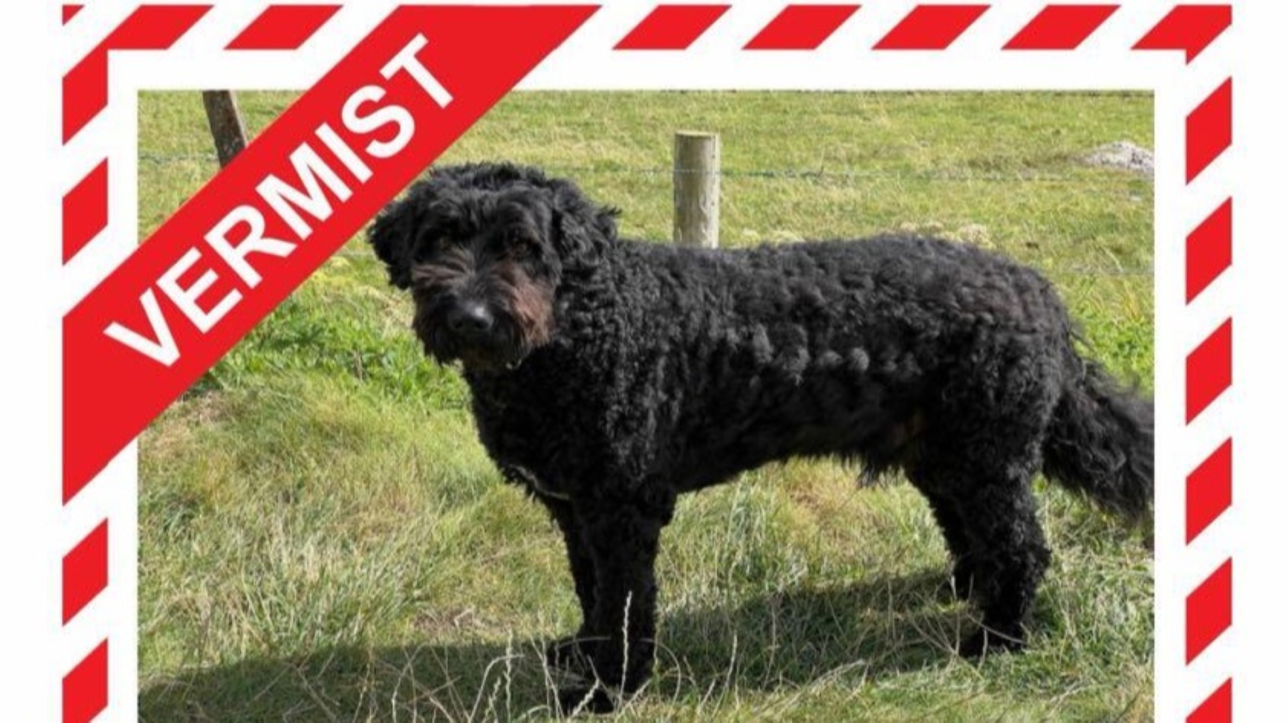 Laatste nieuws uit Leidschendam-Voorburg - Joep is vermist