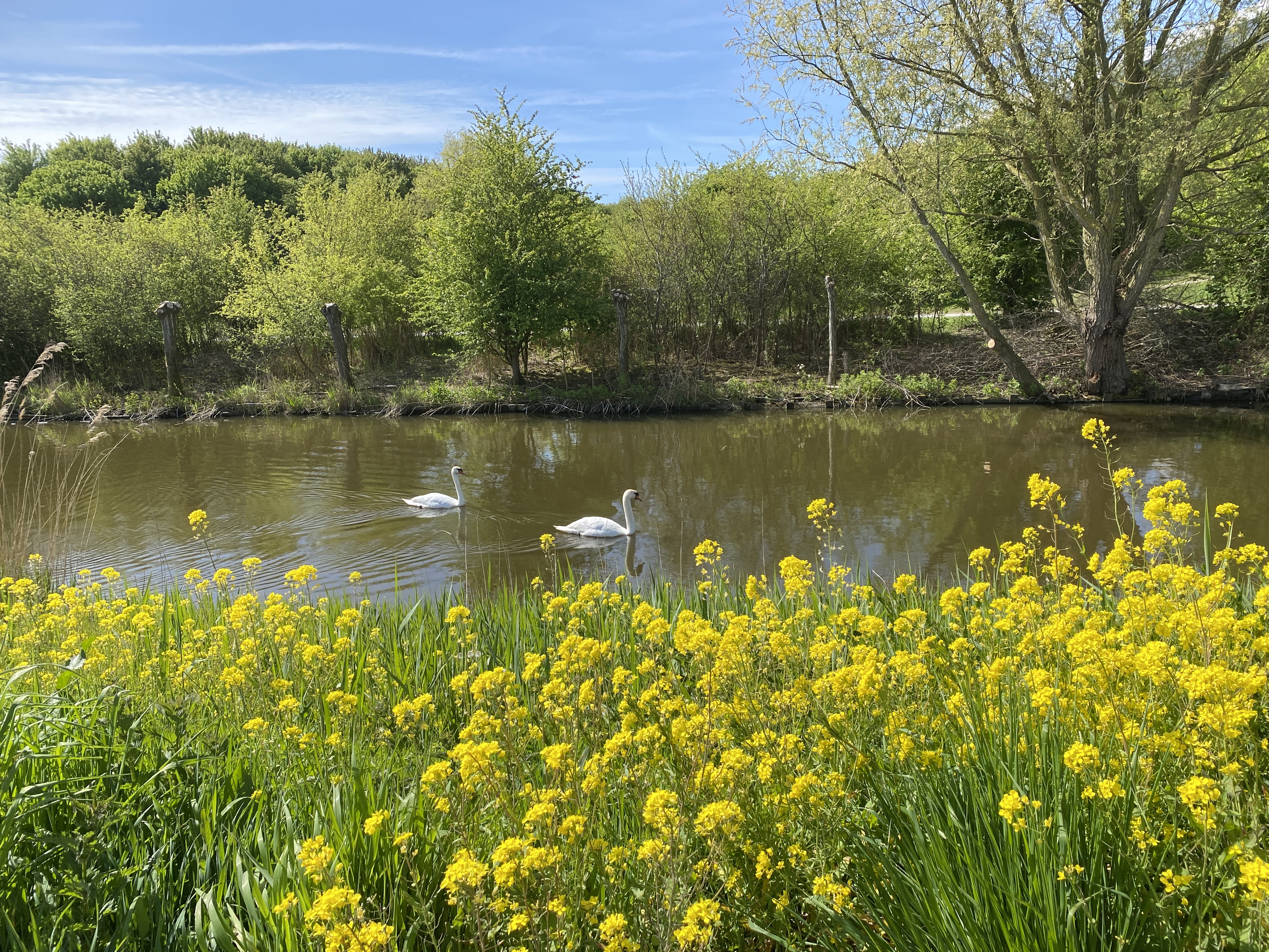 Laatste nieuws uit Leidschendam-Voorburg - Zes wandeltochten “Rondom Stompwijk”