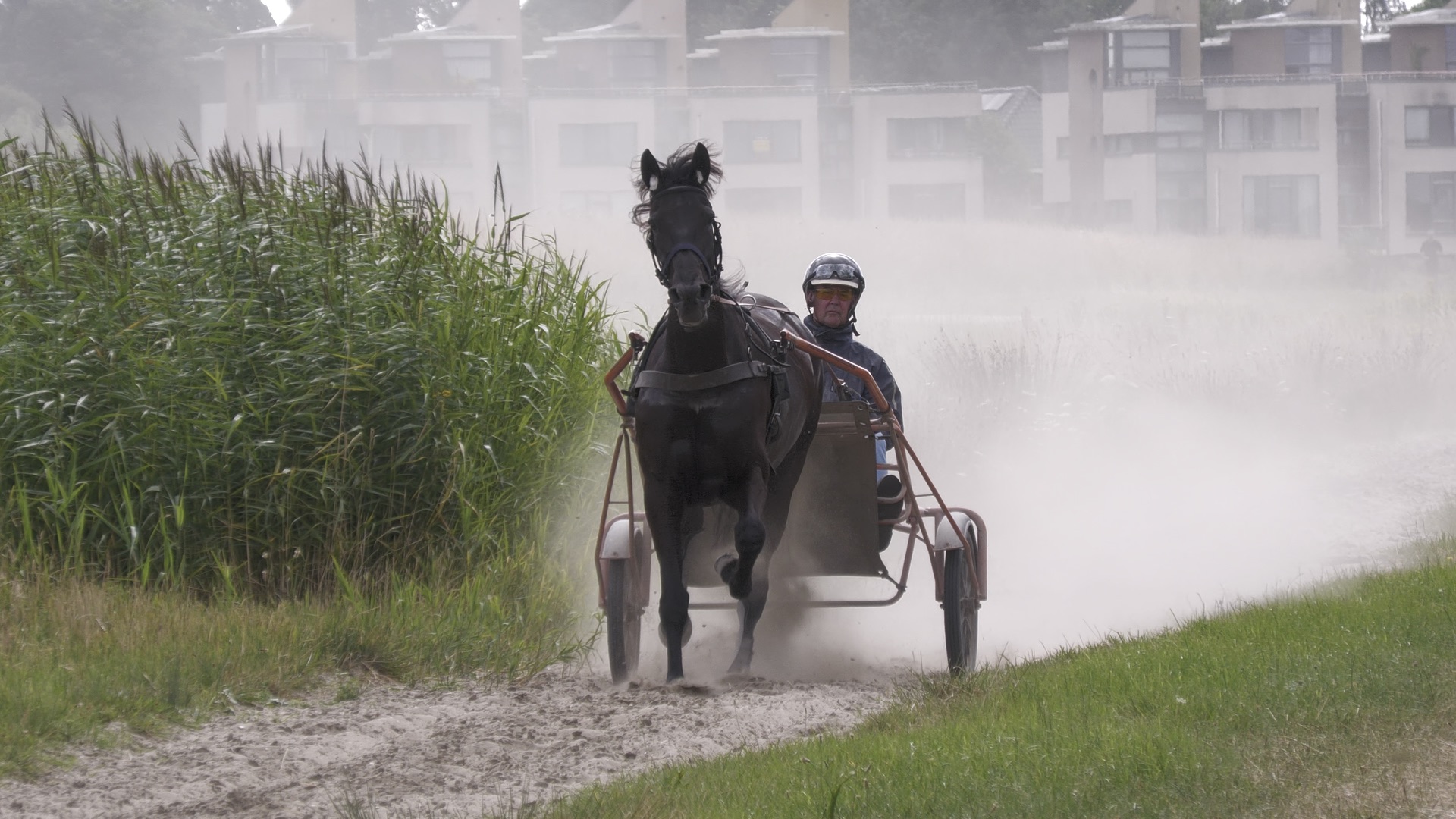 Laatste nieuws uit Leidschendam-Voorburg - Paardenkracht in de polder (video)
