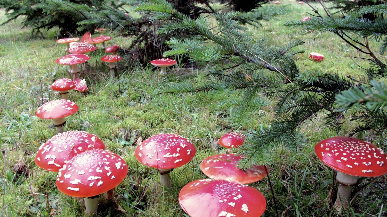 Laatste nieuws uit Leidschendam-Voorburg - Groene Cursus bij IVN Natuureducatie Den Haag