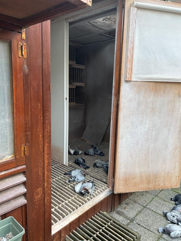 Dode duiven 1000038605NOGKLEINER