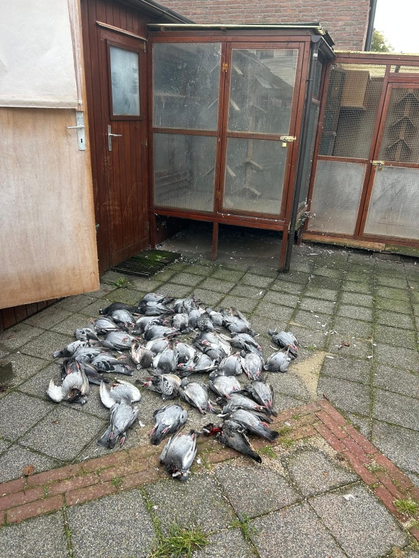 Dode duiven 1000038618NOGKLEINER