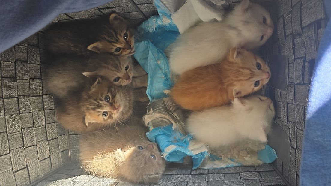 kittensillegaalgedumpt2